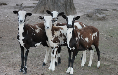 Registered Painted Desert Sheep & Nigerian Dwarf Goats
