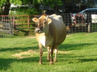 Registered Jersey Heifer