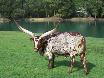 Watusi Cattle