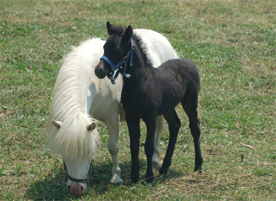 Miniature Horses