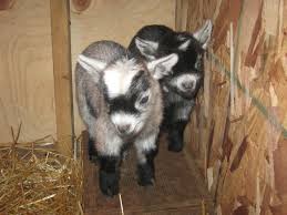 Pygmy Goat Kids
