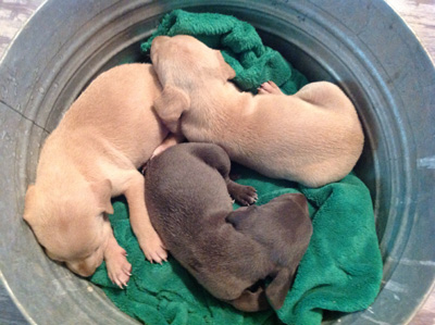 Blue Lacy Puppies Texas State Dog