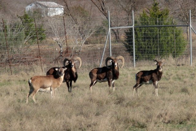 Mouflon Rams for Sale / Trade