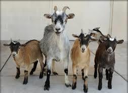 Goats Supply Excellent Breeds Available