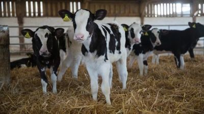 Hiefer  - Bottle Milk Calves, Pregnants Cow