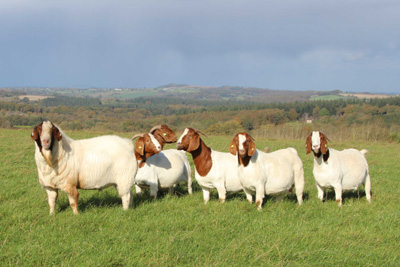 Boer