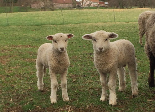 Registered Leicester Longwool Ewe Lambs