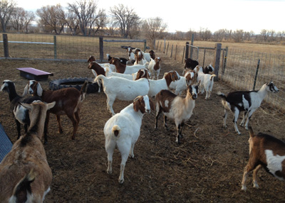 Full Blood Boer Goats, Healthy Merino and Dorper Sheep