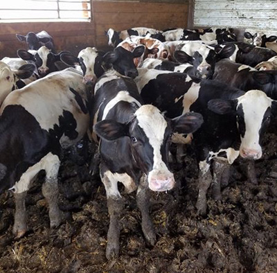 Milk Bottle Calves, Pregnant Cow