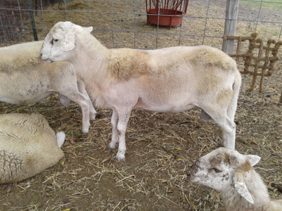 Purebred Katahdin Ram