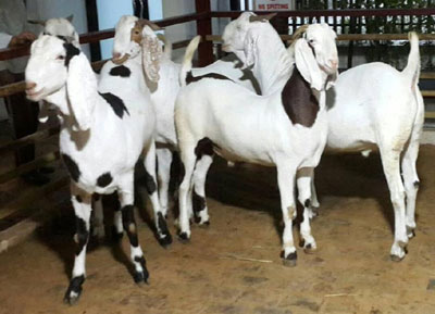 High Milking Saanen and Boer Goats