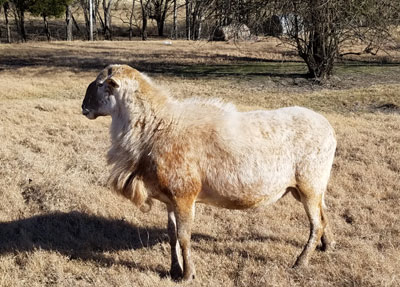 Mature Registered Katahdin Ram RR