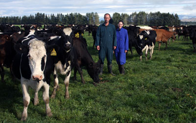 Dairy Cows, Heifers, Bull Calves and Sheep Lambs