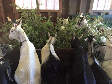 Dairy and Meat Goats