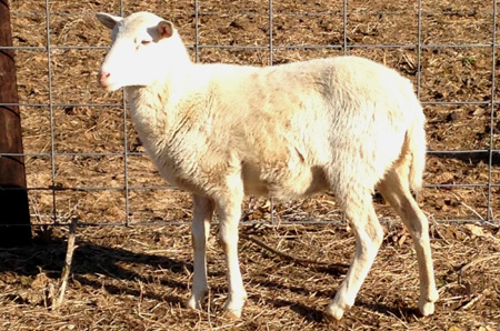 Painted Dessert Young Ewe Sheep