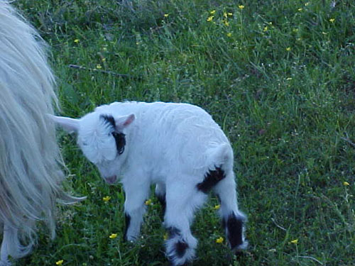 Mini Silky Fainting Goats