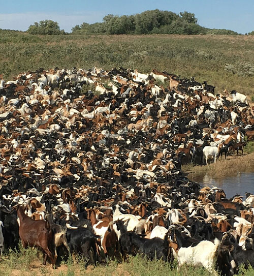 1000hd of Bred Boer / Spanish Nannies 