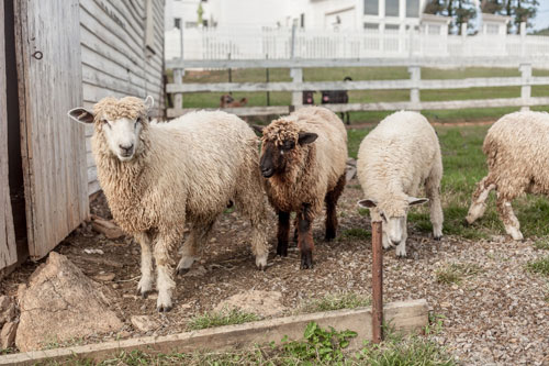 6 Month Old Fleece Wether Sheep 