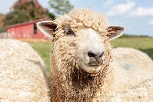 2 White Year Old Fleece Wethers 