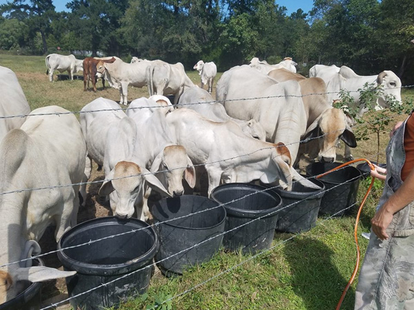 Brahman Cattle and calves