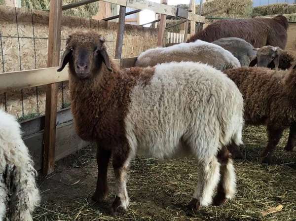 Awassi Sheep (Fat Tail) and other breed