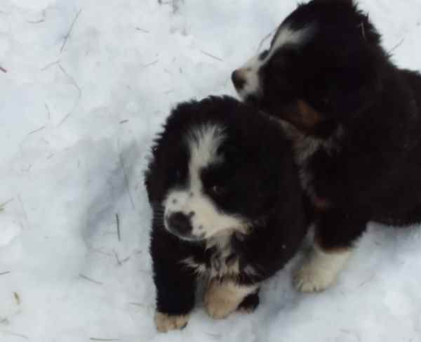 Australian Shepherd Puppies