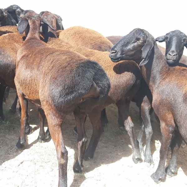 Fat tail Awassi and Gissar Sheep