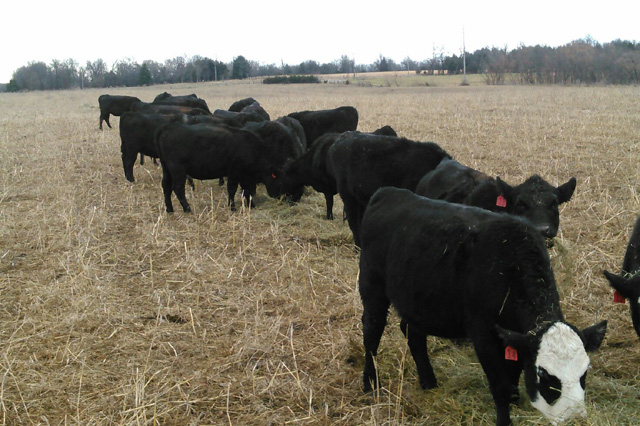 Bred Angus Heifers