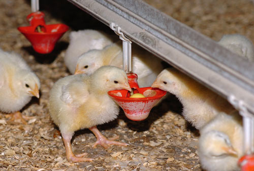 Chicks, Commercial Broilers & Layers.