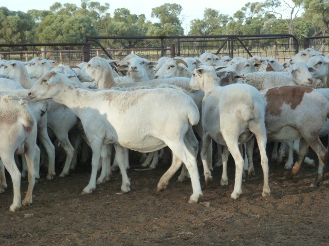 Healthy Boer Goats and Sheep
