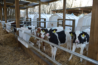 Open Holstein / Jersey Heifers Calves & Steers