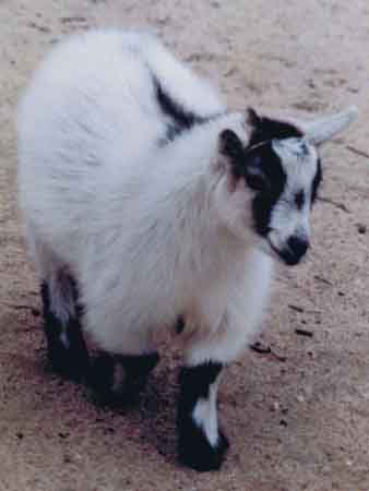 African Pygmy Goat Kids