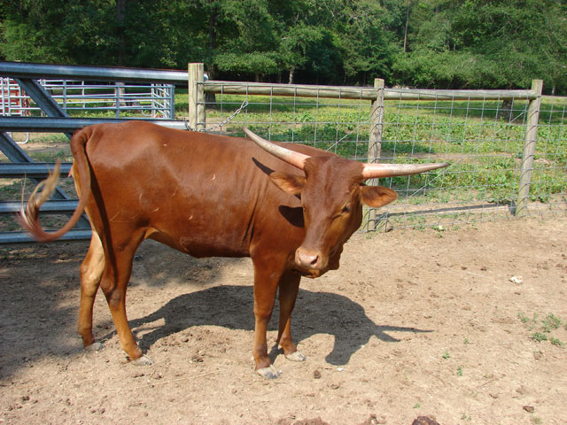 Watusi Cattle