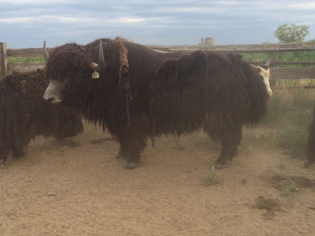 Yaks for Sale   