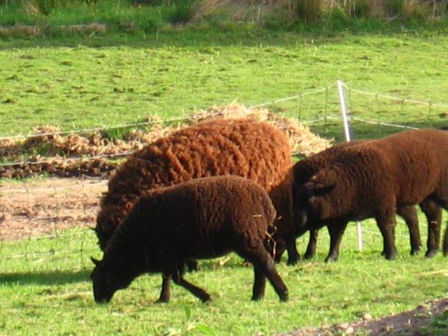 Border Leister Ewe's , Lambs