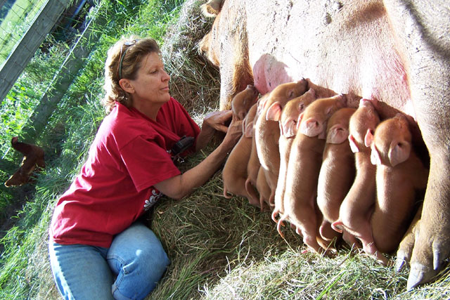 Red Wattle Pigs