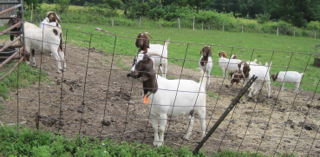 Boer Goat Herd plus 4 Kikos