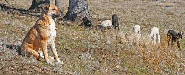 Anatolian Shepherd Livestock Guardian Puppies