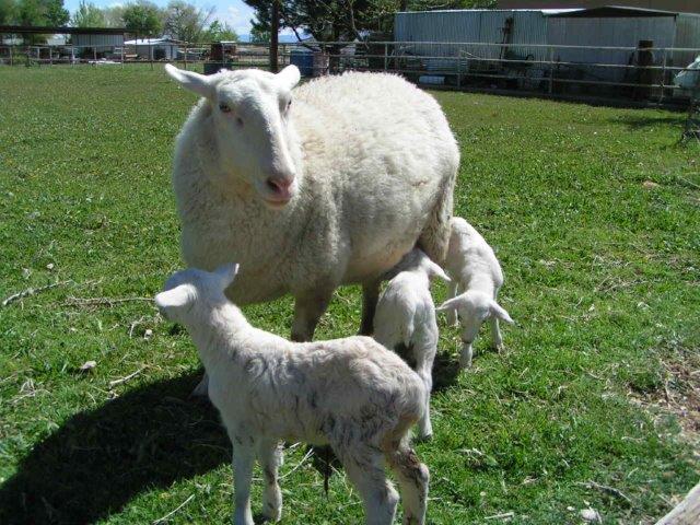 Sheep Ewe and Ram Lambs