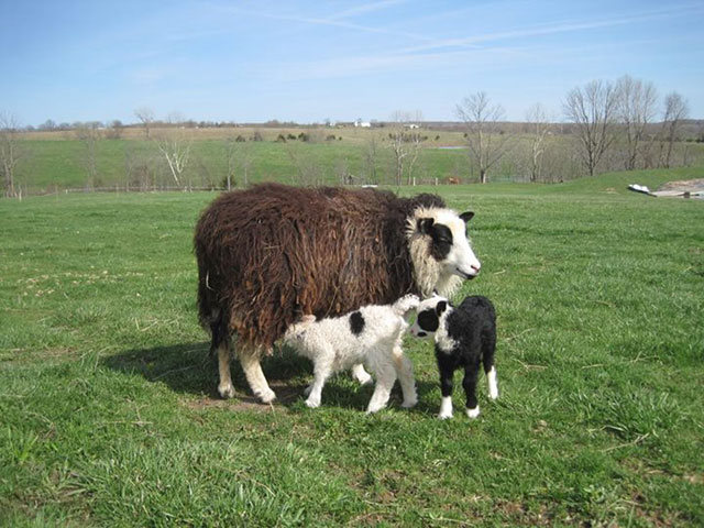 Shetland Sheep Goats