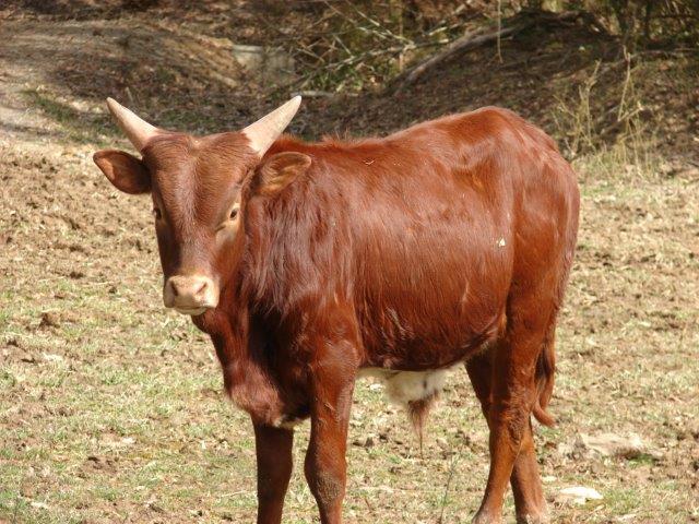 Foundation Pure Ankole-Watusi Cattle