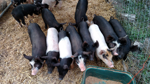 Berkshire / Hampshire piglets