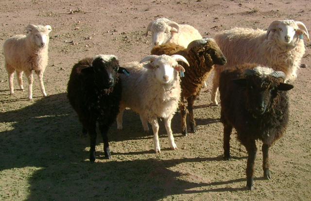 Navajo-Churro Sheep for Sale