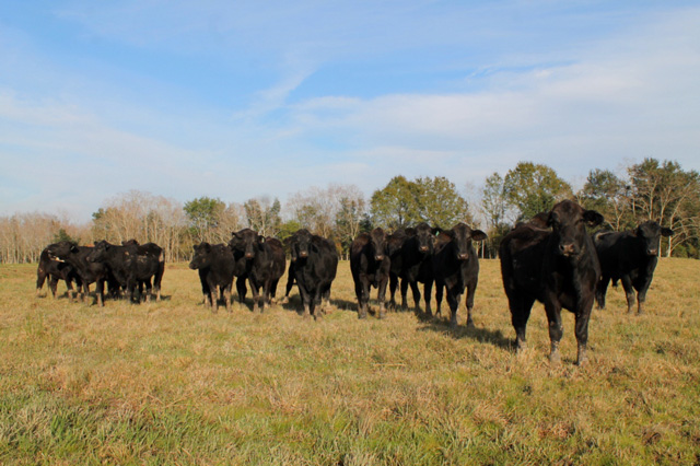 Brangus Heifers