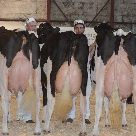 Milk Bottle Calves and pregnant heifers for sale