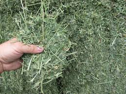 Alfalfa Hay - Fair Grade - Double Compressed Bale