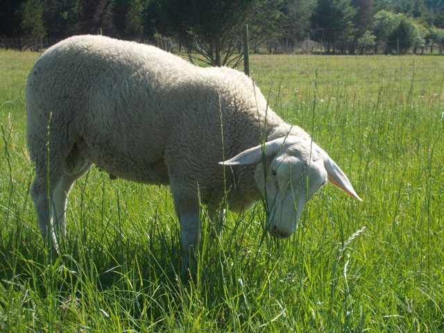 Purebred East Friesian Sheep