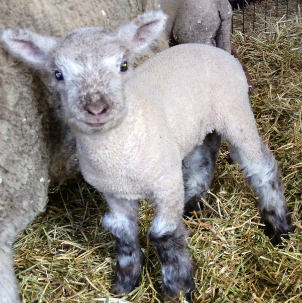 Babydoll Miniature Sheep