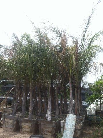 Cheap Palms Shade and Citrus Trees