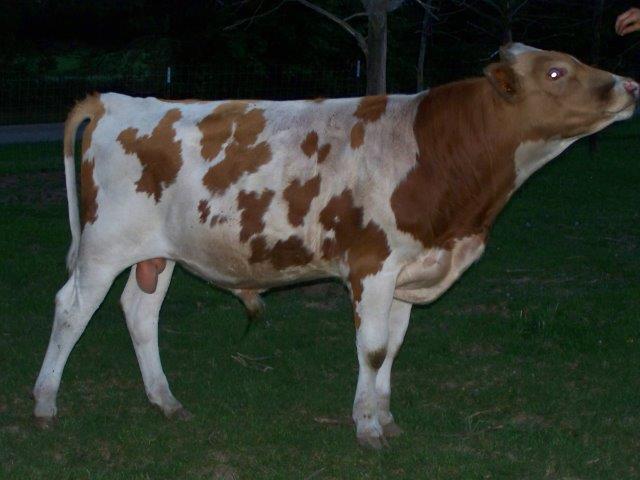 1 Year Old Purebred Guernsey Bull